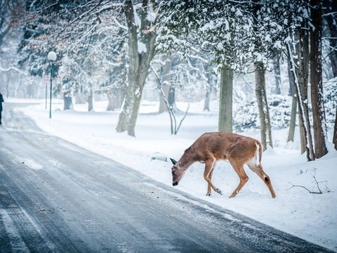 snow-winter-christmas-deer